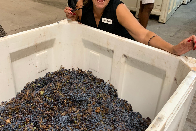 San Antonio: Fredericksburg Wineries Day Trip with Tastings Tour in English