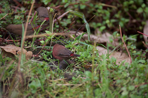 Kigali: 5-Day Birdwatching Tour Across Rwanda