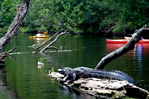 Orlando Alligator Experience: Day-Trip From Orlando Standard Option