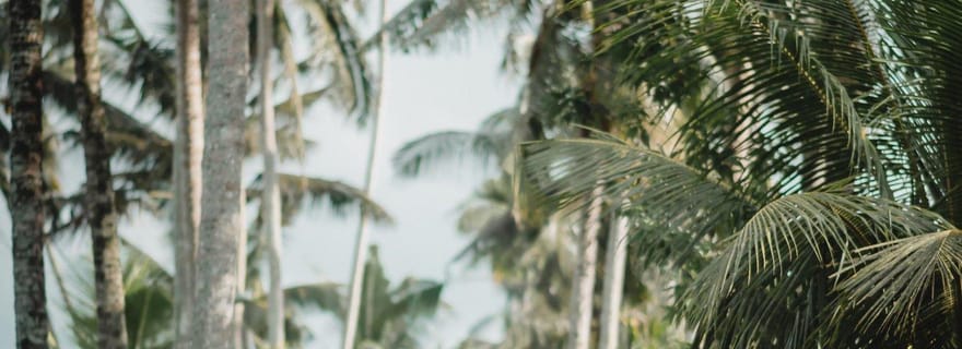 Explorez Ubud avec la Volkswagen Beetle/Safari 181