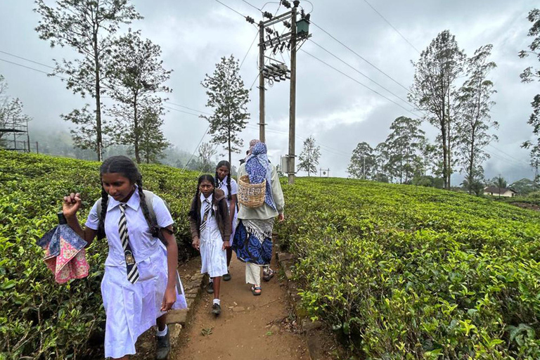 From Kandy to Nuwara Eliya & Moon Plains – Tuk‑Tuk Day Tour From Kandy: Moon Plains Highlands Viewpoint Experience