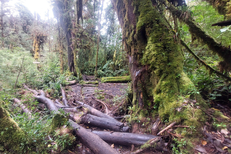 Recorrido y caminata al Volcán Barva Heredia