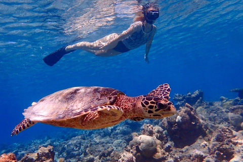 Marsa Alam: Sea Cow &amp; Turtles Snorkeling at Marsa MubarakMarsa Alam: Sea Cow and Turtles Snorkeling at Marsa Mubarak