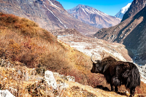 Langtang Highlands Trek via Tserko Ri & Sherpagaon