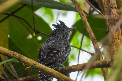 Birdwatching excursion 1.5 hours Tambopata Corridor