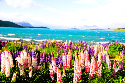 Christchurch: 2 dias-1 noite Mt Cook &amp; Lake Tekapo Stargazing