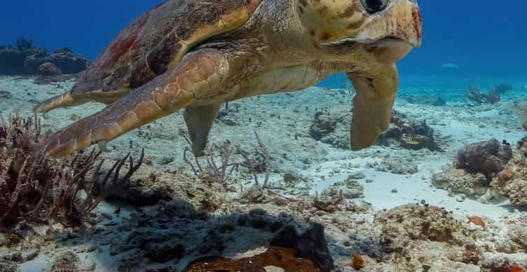 Cozumel Riffe zwei Tauchgänge vom Boot aus GetYourGuide