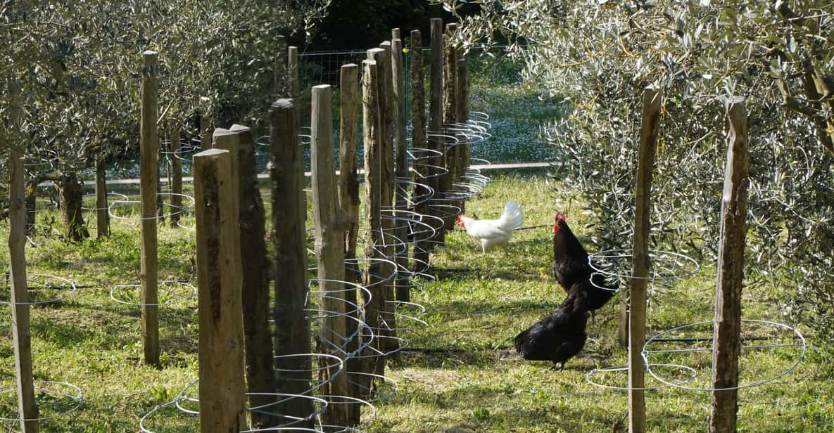 Afbeelding 3 van Florence: wijnproeverij in Toscane met lunch