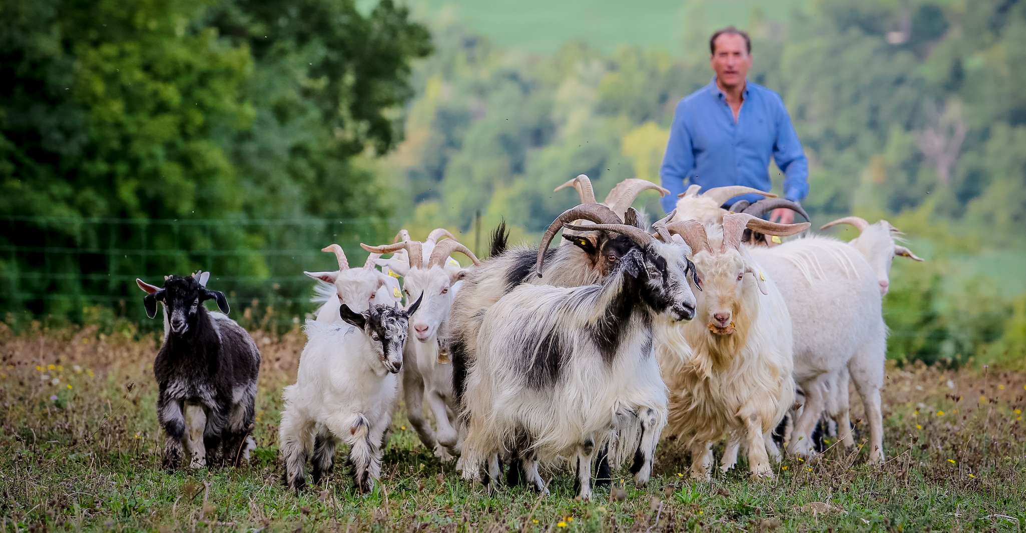 San Leo Cashmere, Expérience de la ferme - Hizvo