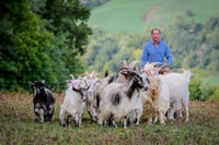 San Leo Cashmere, experiencia agrícola - Hizvo
