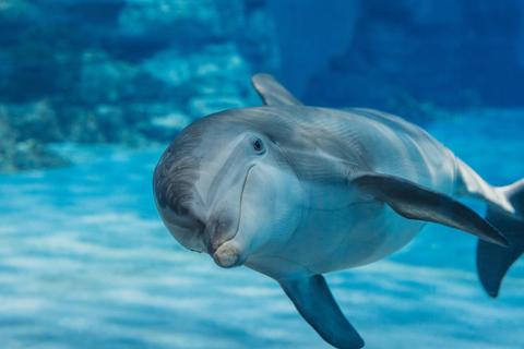 Marsa Alam: Sataya Reef Dolphin House Passeio de barco com snorkeling