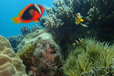 Half-Day Snorkeling Trip to Kerama