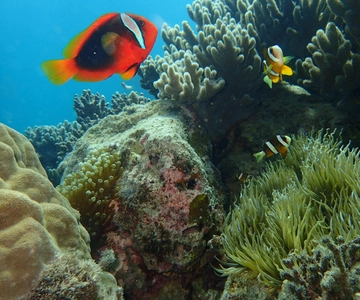 Half-Day Snorkeling Trip to Kerama