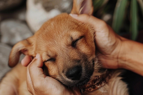 Bali : Cours de yoga pour chiots à Canggu avec boissons rafraîchissantes