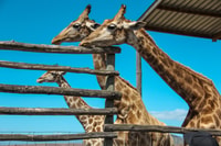 Cape Winelands Family Tour & Wildlife Encounter - Hizvo