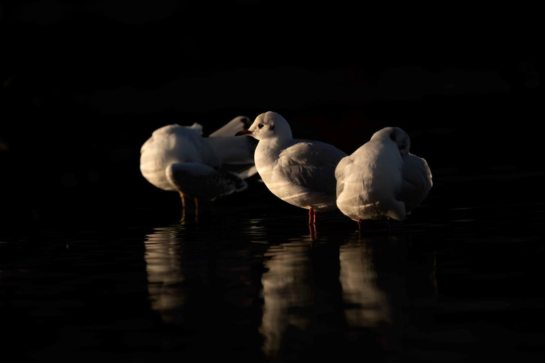 Atelier de photographie animalière pour débutantsAtelier de groupe pour débutants en photographie de la faune et de la flore