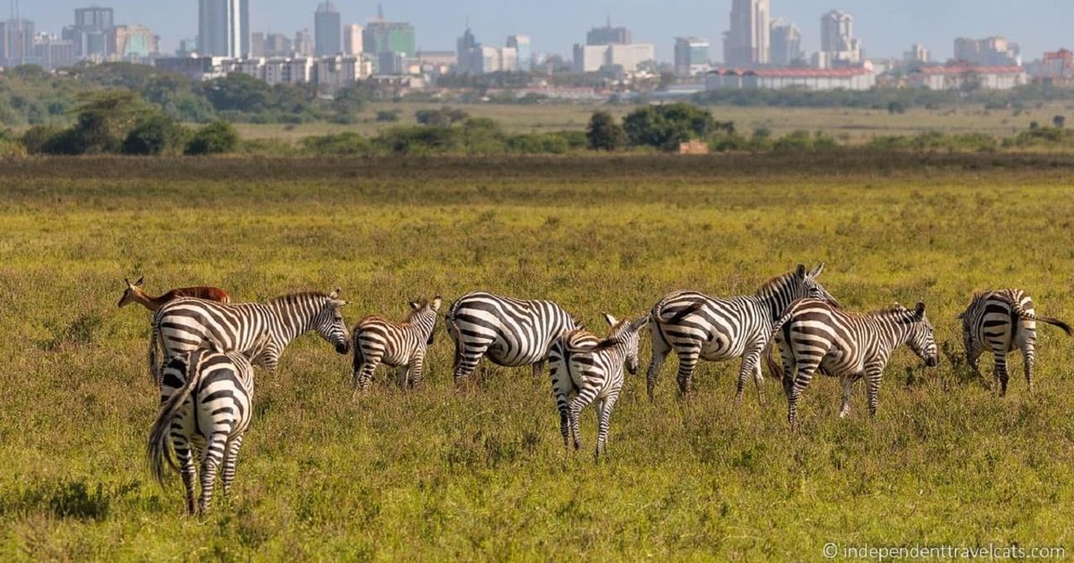 Half Day game drive Nairobi National park | GetYourGuide