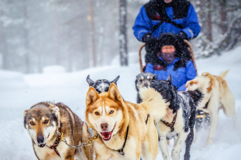 Rovaniemi: Fazenda de huskies e renas com passeio de trenó