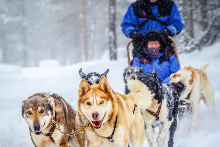 Rovaniemi: Husky- und Rentierfarm mit Schlittenfahrt