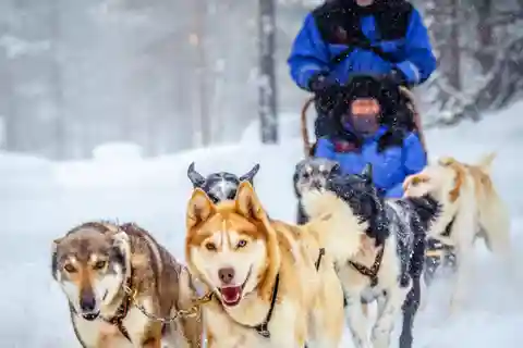 Rovaniemi: Passeio de trenó puxado por huskies com traslado do hotel