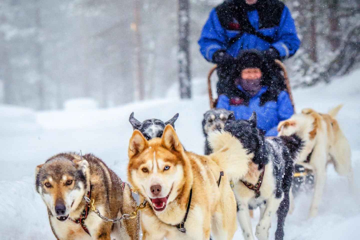 Rovaniemi: Husky Sled Ride with Hotel Transfer - Rovaniemi: Husky Sled Ride with Hotel Transfer