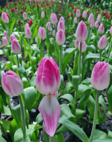 From Bangkok: Tulip Garden