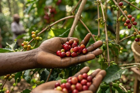 Entebbe: Botanical Gardens, Coffee, and Fruit Tasting Tour