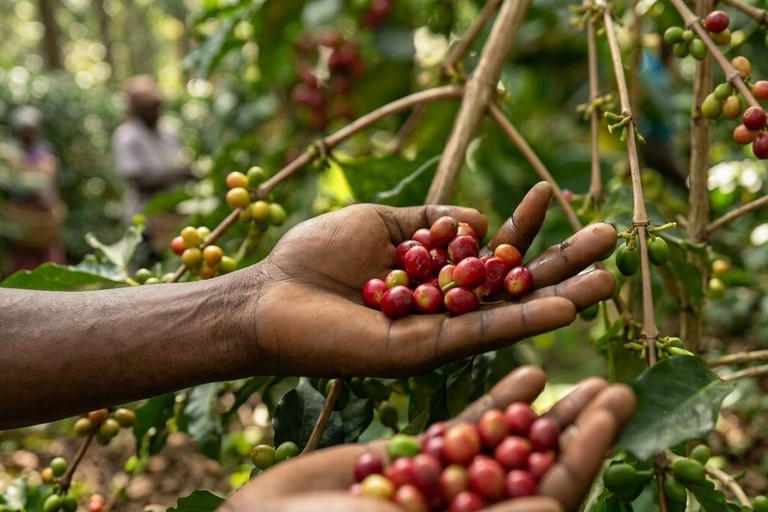 Entebbe: Botanical Gardens, Coffee, and Fruit Tasting Tour