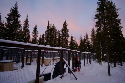 Levi: safari in slitta trainata da husky di 5 km con guida autonomaLevi: safari in slitta trainata da husky di 5 km da guidare da soli
