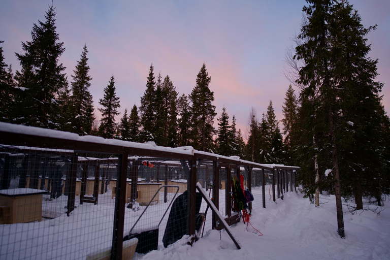 Levi: safari in slitta trainata da husky di 5 km con guida autonomaLevi: safari in slitta trainata da husky di 5 km da guidare da soli