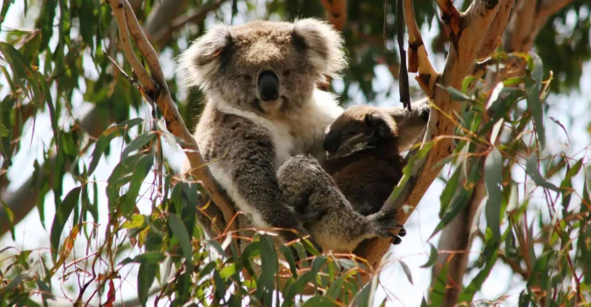 Melbourne: Boutique Phillip Island Wine, Dine & Penguin Tour photo 5