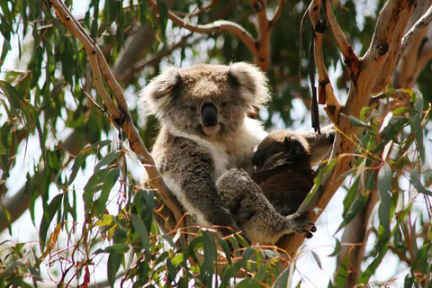 Phillip Island: Golden Hour Penguin Express-tourPhillip Island: Gouden Uur Pinguïn Express Tour