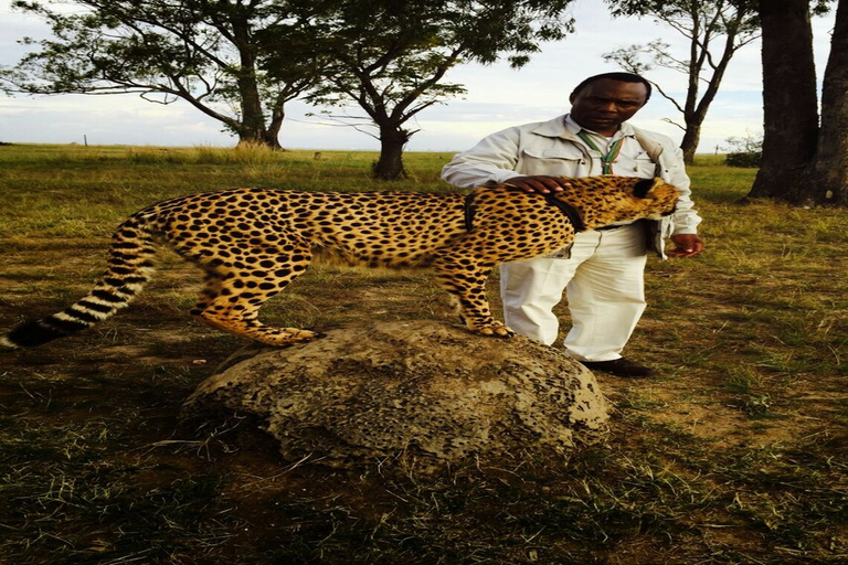 From Johannesburg: A.V.D Cheetah Centre Half Day Tour South Africa: Ann Van Dyk Cheetah Centre Half Day Tour