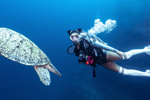 Fisheye Divers: Entdecken Sie das Tauchen