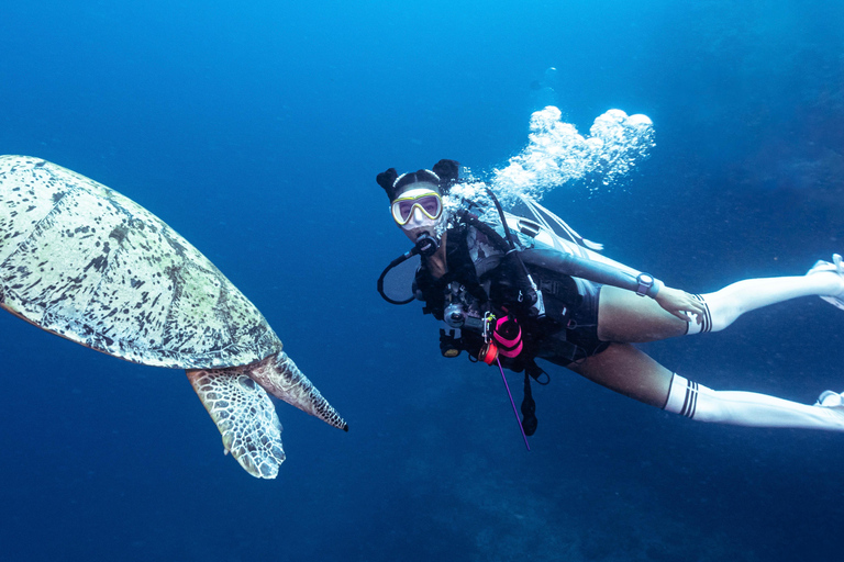 Fisheye Divers: Entdecken Sie das Tauchen