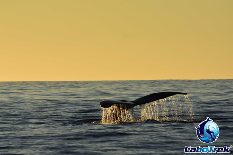Sunset Whale Watching Cruise in Cabo San Lucas