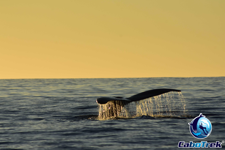 Sunset Whale Watching Cruise in Cabo San Lucas