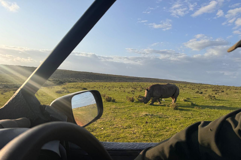 2-Day Safari with Big 5 Game Drives, at amazing 4-Star Lodge Wildlife Lions Safari 2-day Garden Route