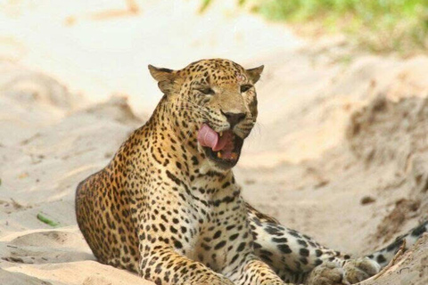 Responsible Wilpattu National Park Jeep Safari from Colombo Wilpattu National Park Half Day Safari from Colombo/Negombo