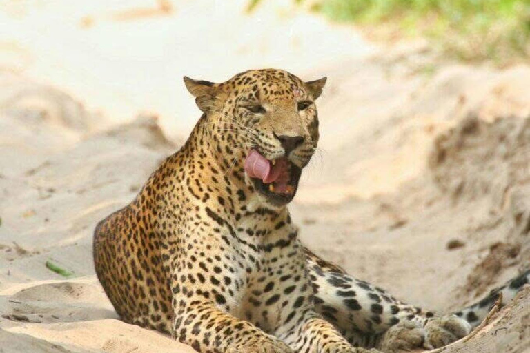 Responsible Wilpattu National Park Jeep Safari from Colombo Wilpattu National Park Half Day Safari from Colombo/Negombo