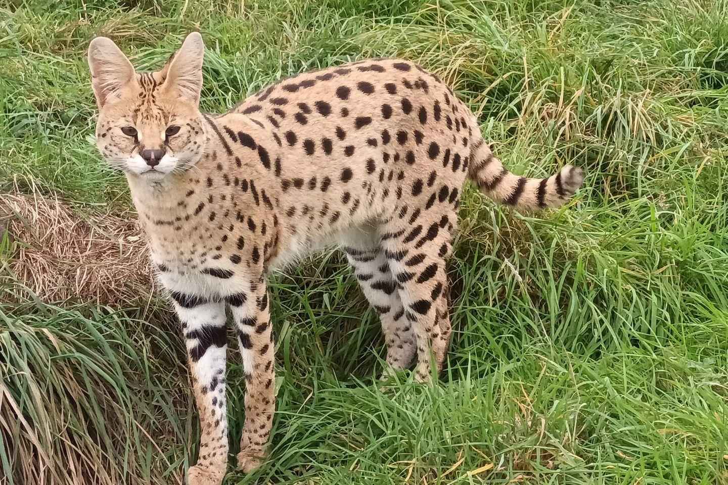Lincolnshire : Billet d'Entrée pour le Parc Animalier et Dinosaurien ARK