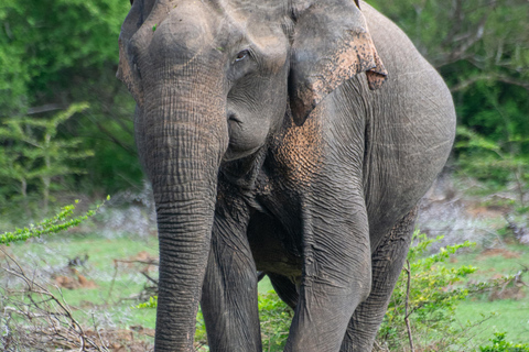 Ella: Udawalawa safaridrop: Tangalle / Mirissa / Galle