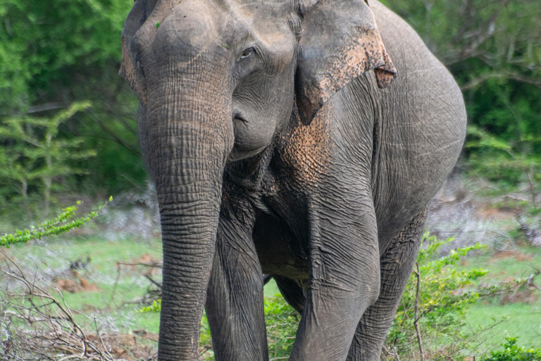 Ella: Udawalawa safaridrop: Tangalle / Mirissa / Galle