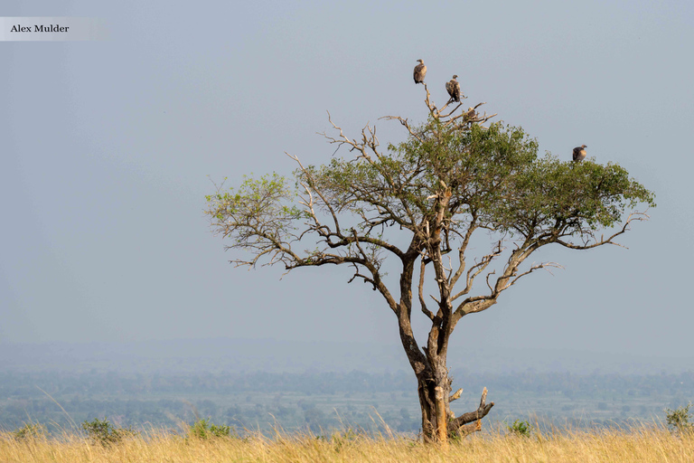 Kampala: 3-Day Murchison Falls & Ziwa Rhino Safari