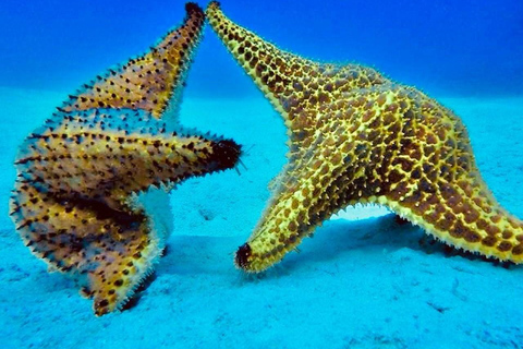 Erlebe die Insel Saona von Punta Cana aus