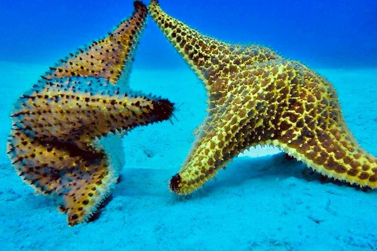 Erlebe die Insel Saona von Punta Cana aus