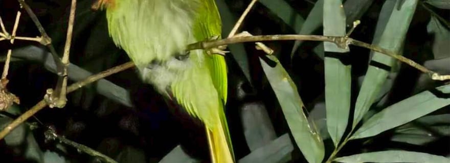 Khaosok : cuisine dans un tube de bambou et faune nocturne