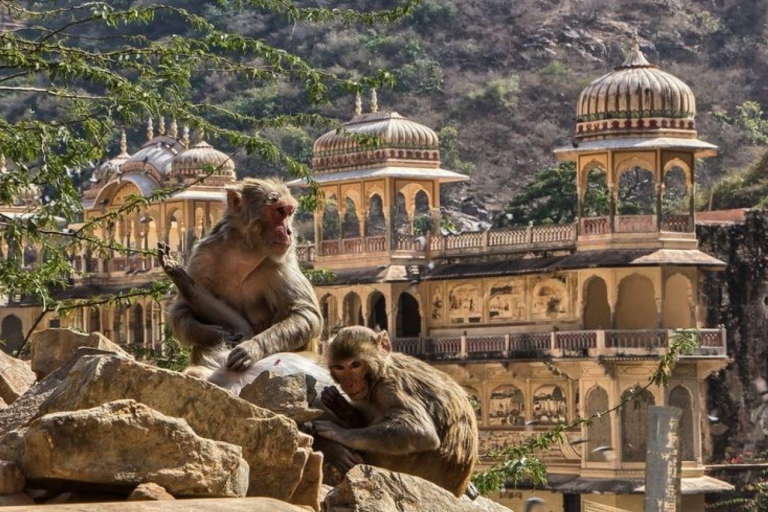 Jaipur Sightseeing Tour mit Affentempel (Galta ji Tempel)Jaipur Stadtbesichtigung mit Affentempel (Galta ji Tempel)