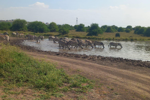 OVER NIGHT AMBOSELI PARK FROM NAIROBI BUDGET SAFARI.