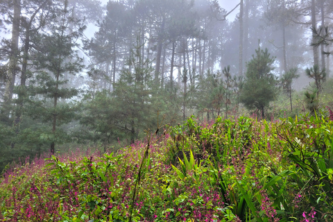 Oaxaca: Sierra Norte Ixtepeji Guided Hike & Lunch, Half-Day